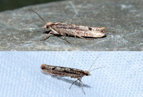Ypsolopha ustella