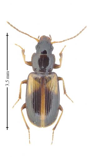 Réf. 159 226 : Acupalpus meridianus