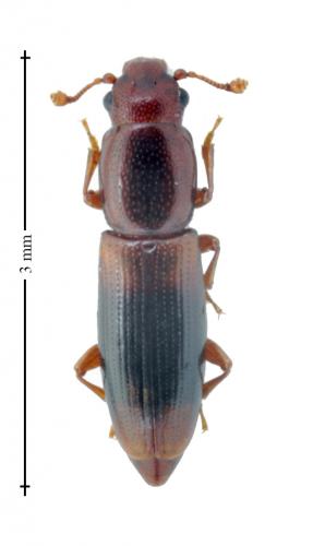 Rhizophagus sp.