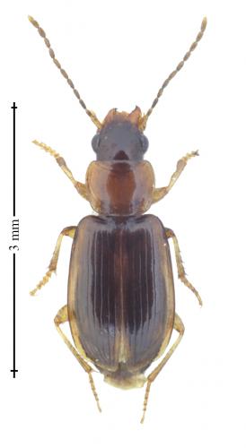 Réf. 159 225 : Acupalpus dubius