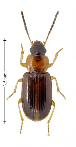 Acupalpus flavicollis