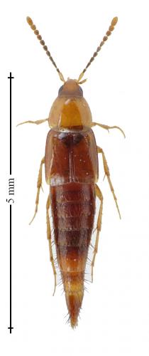 Réf. 159 204 : Ischnosoma longicorne
