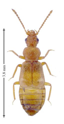 Réf. 159 199 : Lesteva sp.