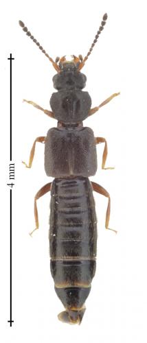 Carpelimus sp.
