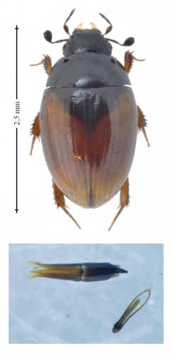 Réf. 159 228 : Cercyon melanocephalus