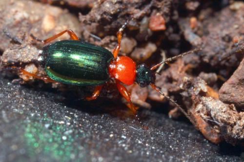 Réf. 159 546 : Lebia chlorocephala