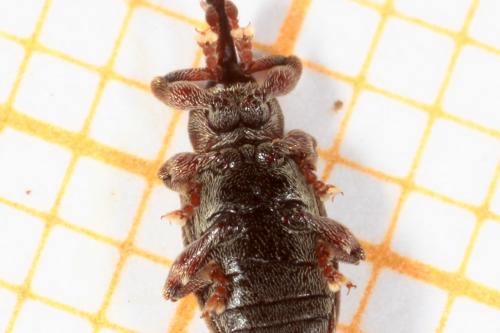 Réf. 159 052 : Dorytomus sp.