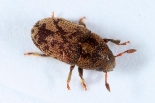 Hylesinus varius