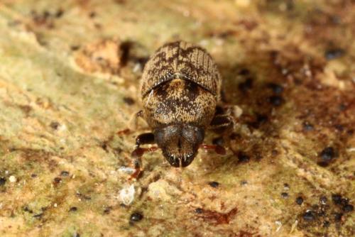 Hylesinus varius