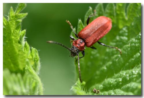 Pyrrhidium sanguineum