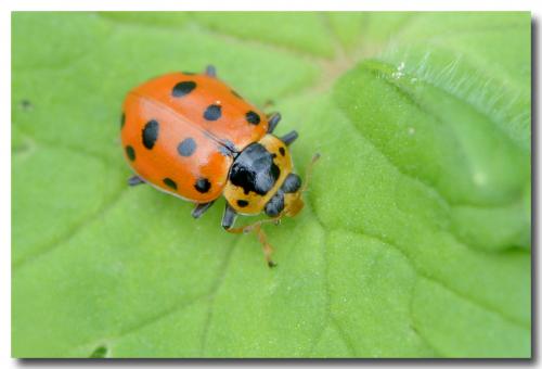Réf. 159 679 : Hippodamia tredecimpunctata
