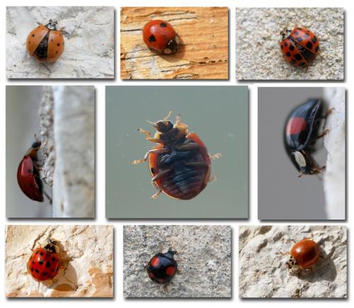 Harmonia axyridis