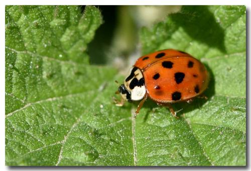 Harmonia axyridis