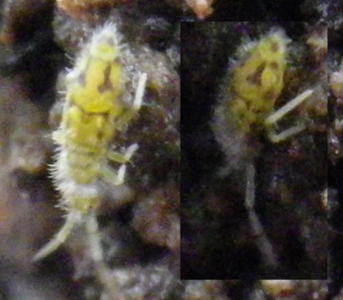 Entomobrya nivalis