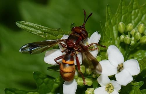 Réf. 159 939 : Conops vesicularis