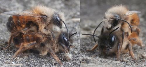 Réf. 159 073 : Osmia bicornis