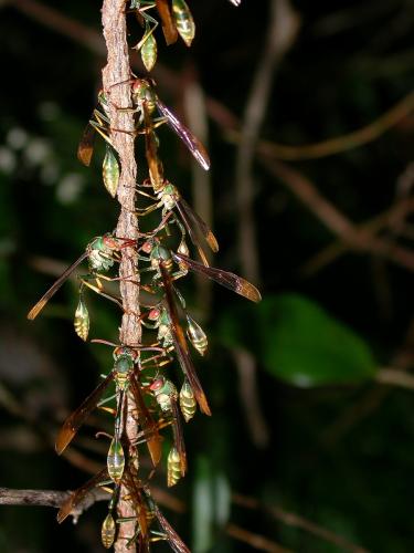 Réf. 159 523 : Belonogaster sp.