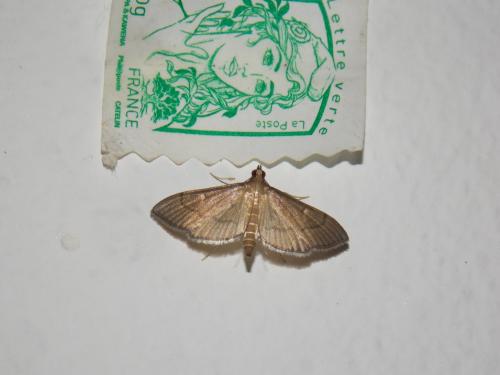 Réf. 159 207 : Bradina admixtalis