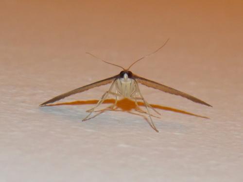 Réf. 159 209 : Bradina admixtalis