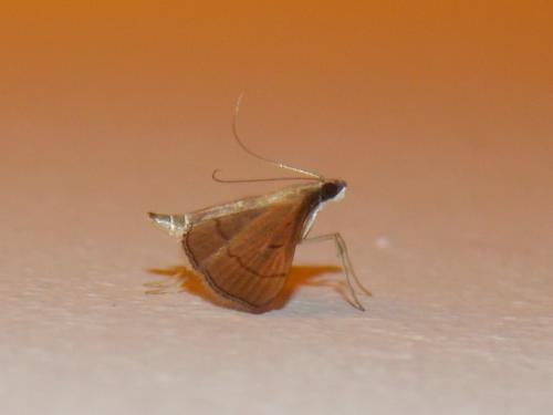 Bradina admixtalis