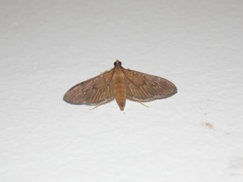 Herpetogramma sp.