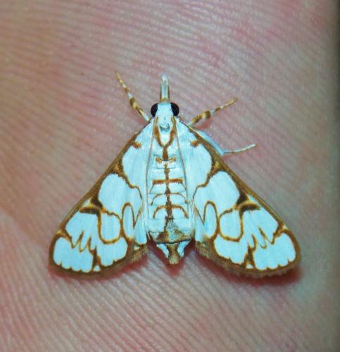 Réf. 159 165 : Cirrhochrista sp.