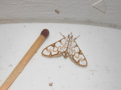 Réf. 159 166 : Cirrhochrista sp.