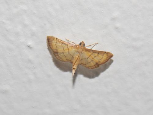 Cnaphalocrocis poeyalis