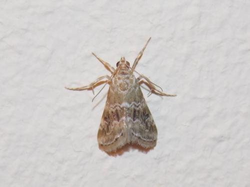 Réf. 159 234 : Hellula undalis