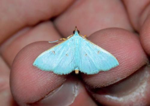 Réf. 159 242 : Parotis prasinalis