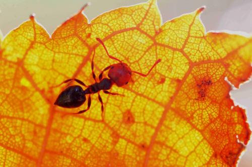 Réf. 159 942 : Crematogaster scutellaris