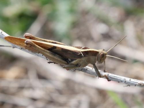 Réf. 159 275 : Acanthacris ruficornis