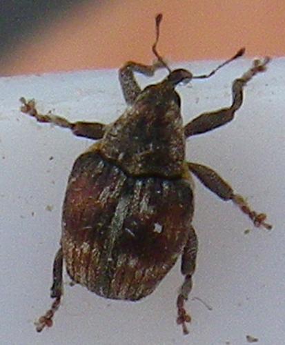 Coeliodes sp.