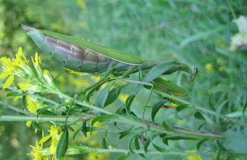 Mantis religiosa