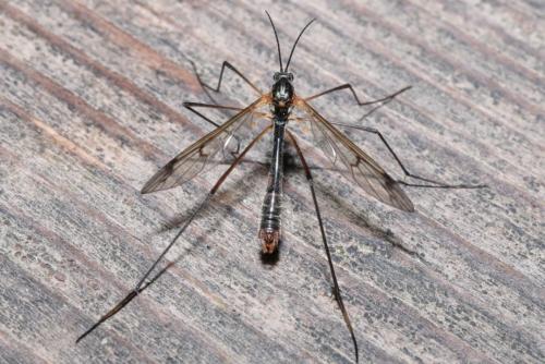 Réf. 159 550 : Ptychoptera albimana