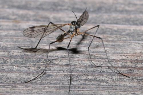 Réf. 159 551 : Ptychoptera albimana
