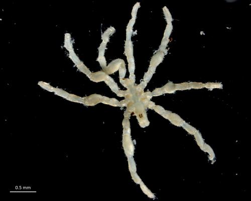 Anoplodactylus pygmaeus