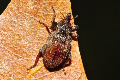 Hyperinae