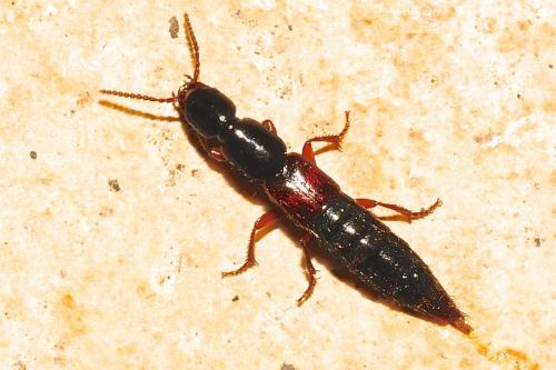 Réf. 159 106 : Othius punctulatus