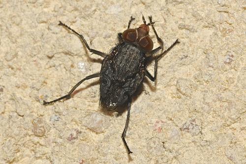 Réf. 159 582 : Calliphora sp.