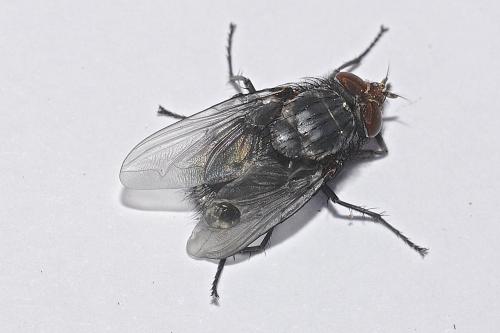 Réf. 159 587 : Calliphora sp.