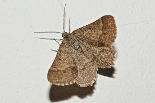 Réf. 159 799 : Isturgia murinaria