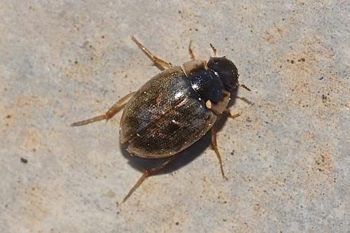 Réf. 159 828 : Laccobius sp.