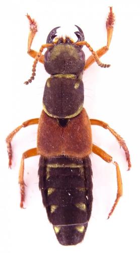 Réf. 159 416 : Staphylinus dimidiaticornis