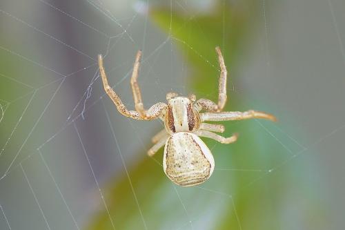 Réf. 159 206 : Xysticus ulmi