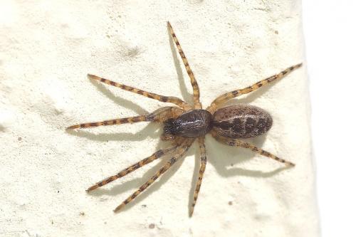 Réf. 159 994 : Segestria bavarica