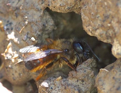 Réf. 159 997 : Osmia bicornis