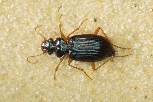 Leistus fulvibarbis