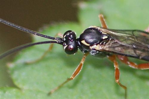 Lissonota sp.