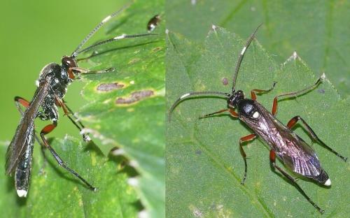 Réf. 159 658 : Vulgichneumon saturatorius